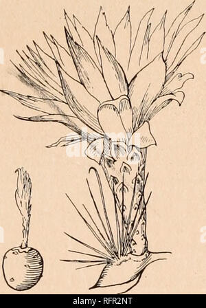 . Carnegie Institution di Washington pubblicazione. io4 Le Cactaceae. 5.5. cm. lungo; ovaio e fiore-cuscinetto tubo lanceolate scale acuta, questi senza peli nella loro axils "â â località tipo: al di sopra di Balsas nel dipartimento di Amazonas, Perù. Distribuzione: il nord-est del Perù. Attraverso la gentilezza di F. Vaupel siamo stati in grado di studiare un frammento di questo interessante specie. Essa assomiglia molto Matucana haynei. 12. HAMATOCACTUS gen. nov. Globose a breve-cilindrico, di trama flaccida come un Echinocereus, distintamente nervato, le nervature più o meno spirale; areoles circolare; spine radiali di Foto Stock