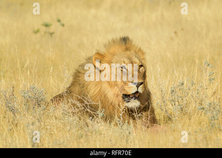 Lion - Panthera leo, iconico animale da savane africane, il Parco Nazionale di Etosha, Namibia. Foto Stock