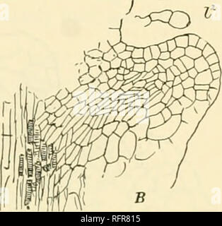 . Carnegie Institution di Washington la pubblicazione. . Fig. 135.-giovane sporofito di Angiopteris. A. apice dello stelo, mostrando singola cellula apicale. X150. B. seconda foglia, /".dello stesso sporofito.. Si prega di notare che queste immagini vengono estratte dalla pagina sottoposta a scansione di immagini che possono essere state migliorate digitalmente per la leggibilità - Colorazione e aspetto di queste illustrazioni potrebbero non perfettamente assomigliano al lavoro originale. Carnegie Institution di Washington. Washington, Carnegie Institution di Washington Foto Stock