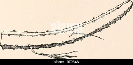 . Carnegie Institution di Washington la pubblicazione. SELENICEREUS. 201 long, debole, disteso sul lato inferiore del fiore-tubo e fissato lungo la superficie interna del tubo per da 7 a 8 cm.; tubo-buon circa 2 cm. lungo, giallo all'interno; stile 20 cm., verde giallastro, sopra bronzato, spessa ma debole; lo stigma-lobi numerosi, lineare; ovario coperto con lunghe e bianche setosa i peli e le setole, 10 a 12 mm. lunga; frutto globulare, rosso, da 6 a 7 cm di diametro. Località tipo: Messico. Distribuzione: Messico; a noi nota solo da campioni coltivati o da piante fuggiti da giardini. Cereus antoinii (Pfeiff Foto Stock