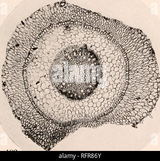 . Carnegie Institution di Washington la pubblicazione. 191 194. 192 , """.•.&GT;£ - .; - " ; - '. Si prega di notare che queste immagini vengono estratte dalla pagina sottoposta a scansione di immagini che possono essere state migliorate digitalmente per la leggibilità - Colorazione e aspetto di queste illustrazioni potrebbero non perfettamente assomigliano al lavoro originale. Carnegie Institution di Washington. Washington, Carnegie Institution di Washington Foto Stock