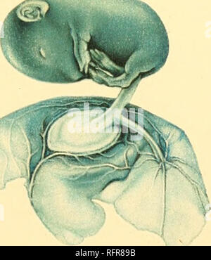 . Carnegie Institution di Washington la pubblicazione. . La figura FIG 2.. Si prega di notare che queste immagini vengono estratte dalla pagina sottoposta a scansione di immagini che possono essere state migliorate digitalmente per la leggibilità - Colorazione e aspetto di queste illustrazioni potrebbero non perfettamente assomigliano al lavoro originale. Carnegie Institution di Washington. Washington, Carnegie Institution di Washington Foto Stock