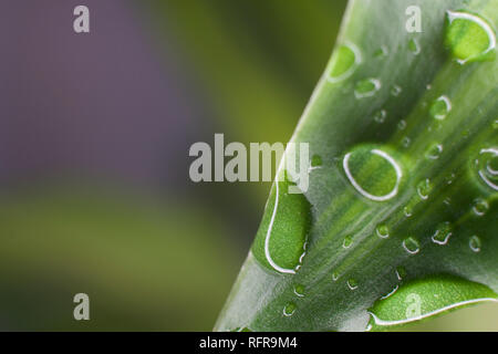 Un primo piano colpo di gocce di acqua su una foglia Foto Stock