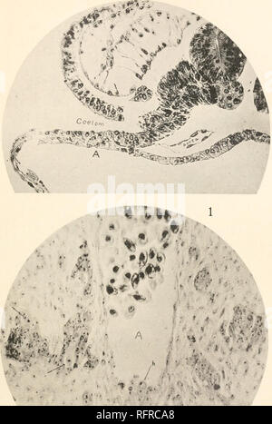 . Carnegie Institution di Washington la pubblicazione. La Giordania XIII piastra 4 .JFv"' .-&GT;•/£. "**" 18 >* ;- * :.yy - '.. ,.^^cC^f^xdj^ •V- A-R^^TX^Slli  *^W,*?"i. ^•rit^:, r-rt^^i^. " I 1. La sezione trasversale delle stesse 5 giorno embrione ad un livello di 300 micron in avanti la sezione di fig. 2, la piastra 3, attraverso il cavo del germe segregata-celle (A) a sinistra. Il cavo ha realizzato un collegamento lineare con la sovrastante mesoderma viscerale e il germe-cellule sono la migrazione in esso e mov- ing medialmente. Foto, x 100. 2. Sezione di aorta addominale e masse adiacenti di neuroblasts simpatico, 150 micron Foto Stock