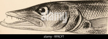 . Carnegie Institution di Washington la pubblicazione. 19. 20 19. Molto ingrandito il disegno della testa da Cuvier e Valenciennes. 20. La testa allargata di Cuvier e Valenciennes, colorato di figura, piastra V, figura 21. Scheletro di S. barracuda dopo Agassi/,, 1843. 22. Testa della stessa molto ingrandito.. Si prega di notare che queste immagini vengono estratte dalla pagina sottoposta a scansione di immagini che possono essere state migliorate digitalmente per la leggibilità - Colorazione e aspetto di queste illustrazioni potrebbero non perfettamente assomigliano al lavoro originale. Carnegie Institution di Washington. Washington, Carnegie Institution di Washington Foto Stock