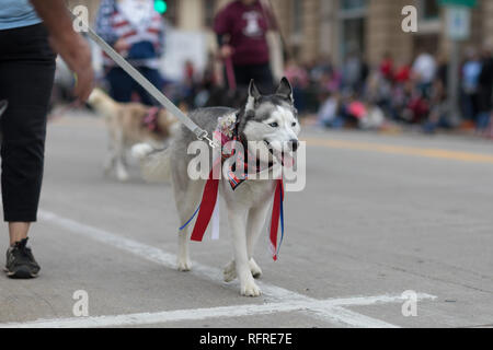 Stoughton Wisconsin, Stati Uniti d'America - 20 Maggio 2018: annuale parata norvegese, cani che sono andati dai loro proprietari durante la sfilata Foto Stock