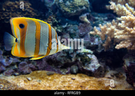 Copperband butterflyfish o fatturati pesci corallo (Chelmon rostratus)