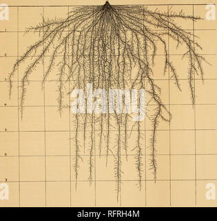 . Carnegie Institution di Washington la pubblicazione. . FiQ. 9.-Root di sistema com il 2 settembre. Si prega di notare che queste immagini vengono estratte dalla pagina sottoposta a scansione di immagini che possono essere state migliorate digitalmente per la leggibilità - Colorazione e aspetto di queste illustrazioni potrebbero non perfettamente assomigliano al lavoro originale. Carnegie Institution di Washington. Washington, Carnegie Institution di Washington Foto Stock
