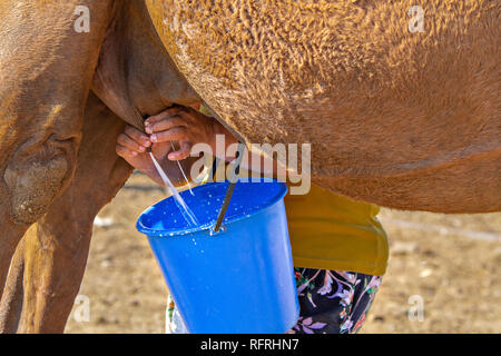 Il Cammello di mungitura in Turkestan, Kazakistan Foto Stock