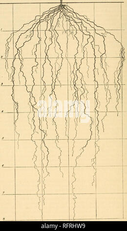 . Carnegie Institution di Washington la pubblicazione. 22 Lo sviluppo della radice nella prateria formazione.. Fig. 5.-Salvia pitcheri.. Si prega di notare che queste immagini vengono estratte dalla pagina sottoposta a scansione di immagini che possono essere state migliorate digitalmente per la leggibilità - Colorazione e aspetto di queste illustrazioni potrebbero non perfettamente assomigliano al lavoro originale. Carnegie Institution di Washington. Washington, Carnegie Institution di Washington Foto Stock