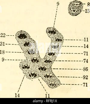 . Carnegie Institution di Washington la pubblicazione. . 506 maschi. Totale 1062. 556 femmine. Fig. 96.-Censimento della prima generazione annuale a Chalclcomula nel 1908, mostra il ritorno della popolazione alla condizione osservata più frequentemente in posizione. 18- mp. Si prega di notare che queste immagini vengono estratte dalla pagina sottoposta a scansione di immagini che possono essere state migliorate digitalmente per la leggibilità - Colorazione e aspetto di queste illustrazioni potrebbero non perfettamente assomigliano al lavoro originale. Carnegie Institution di Washington. Washington, Carnegie Institution di Washington Foto Stock