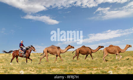 Uomo kazako sul suo cavallo mandrie cammelli in Shymkent, Kazakistan Foto Stock