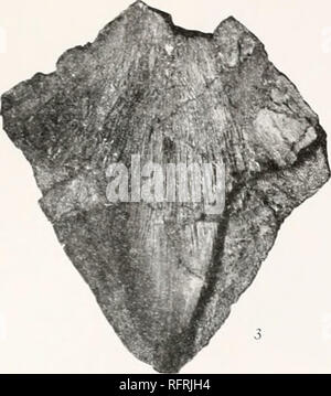 . Carnegie Institution di Washington la pubblicazione. Le tartarughe fossili piastra 40. •V. Si prega di notare che queste immagini vengono estratte dalla pagina sottoposta a scansione di immagini che possono essere state migliorate digitalmente per la leggibilità - Colorazione e aspetto di queste illustrazioni potrebbero non perfettamente assomigliano al lavoro originale. Carnegie Institution di Washington. Washington, Carnegie Institution di Washington Foto Stock