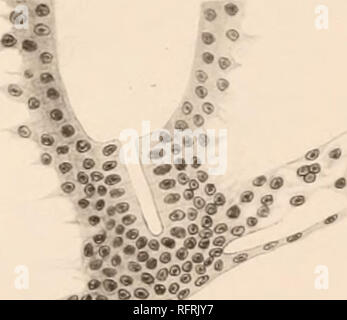 . Carnegie Institution di Washington la pubblicazione. . '..-^F • x V 3. 4 .j. d ."&GT;. I seguenti disegni (indicato l&GT;Y I&GT; nel testo-figure) arco ovviamente i sindacati ivronMi ami quindi >ome- wluit schcnuilic. Essi voulil tagliare il mc.liaii la linea in corrispondenza o vicino ai punti di percorso le sezioni mostrate 111 llie liholonraplis (piastra 2, tigs. Da 1 a 4), e sono state quindi ilesignateil dallo stesso numero di sezione. In othei- vinto è la sezione (fotografia mi 4L'."&GT; e disegno (Sezione) 42.") si intersecherebbero in linea mediana. Come le fotografie sono leggermente obliqua Foto Stock