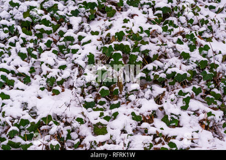 Verde foglie d'edera coperto nel bianco della neve, Natura inverno sfondo Foto Stock