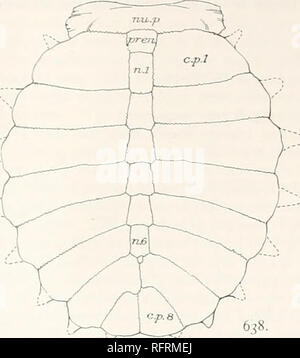 . Carnegie Institution di Washington la pubblicazione. PLASTOMKNID-S. +79 Il plastron (fig. 639) assomiglia in generale che un OT P. thomasi, ma le ossa non hanno aderito in modo strettamente lungo la linea mediana di una condizione indicativa ot della gioventù. Le ossa medio di circa 2 mm di spessore. In corrispondenza della tacca inguinale il hypoplastron è 4 mm. di spessore. Su una linea che congiunge il axillar) e tacche inguinale, il hypoplastron quasi è ampia come la hyoplas- tron; ma questa è di certo una funzione a causa di immaturità. La stessa differenza si può notare tra i giovani e gli adulti Platypeltis ot spinifera. Il plastral bon Foto Stock