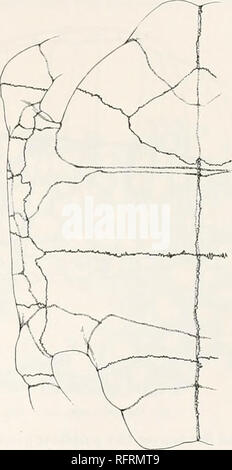 . Carnegie Institution di Washington la pubblicazione. . 556. Figg. 555 e 556.-Testudo osborniana. Carapace e plastron di tipo. X - 555. Carapace. 556. Plastron. diametro, quando il femore è nella sua posizione naturale, essendo 30 mm. il diametro orizzontale di 22 mm. Il epicondyles sono fortemente developt. Il diametro dell'osso attraverso questi è 64 mm. I condili unire tra di loro da un fortemente developt scanalatura. Come è visibile da fig. 559, la tibia (TTB) è stout. La sua lunghezza è di 100 mm.; diametro attraverso le tuberosità alla estremità prossimale è 45 mm. Il diametro dell'albero tra la middl Foto Stock