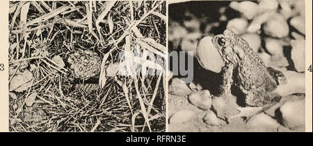 . Carnegie Institution di Washington la pubblicazione. . AMERICAN TOAD (BUFO LENTIGINOSUS AMERICANUS). 1. Un rospo femmina che è stato scavato un sabbioso-loam banca, Marzo 13, 1898. Sveglio quando è sottoposto alla temperatura di una stanza calda. X0,75. 2. Il rospo stesso di riprendere l'atteggiamento in ibernazione quando posto fuori di porte in una tempera- tura compresa quasi congelamento. X0,75. Figg. 1 e 2 da S. H. Ga 3. Un rospo nella sua estate burrow. Foto di A. A. Allen. 4. Un maschio gracchia in parte nell'acqua. Flash-luce.. Si prega di notare che queste immagini vengono estratte dalla pagina sottoposta a scansione di immagini che possono essere state migliorate digitalmente f Foto Stock