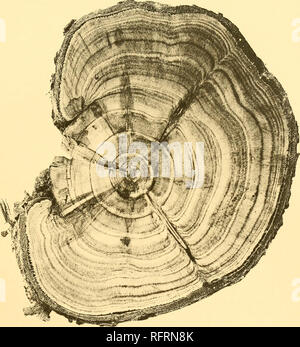 . Carnegie Institution di Washington la pubblicazione. HUNTINGTON. L'EFFETTO DELLE LESIONI U^su una giovane SEQUOIA.. Si prega di notare che queste immagini vengono estratte dalla pagina sottoposta a scansione di immagini che possono essere state migliorate digitalmente per la leggibilità - Colorazione e aspetto di queste illustrazioni potrebbero non perfettamente assomigliano al lavoro originale. Carnegie Institution di Washington. Washington, Carnegie Institution di Washington Foto Stock