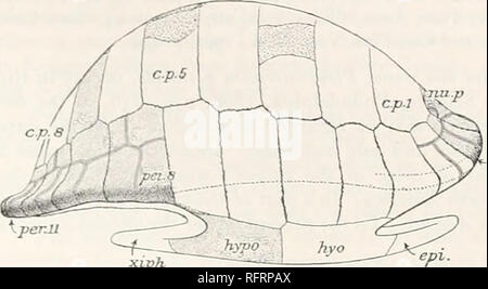 . Carnegie Institution di Washington la pubblicazione. UERMATHMVDin.i:. 253 La entoplastron non è presente, ma la tacca nella parte anteriore del hyoplastron mostra che il entoplastron era più ampia dietro. La sua larghezza era di circa 45 mm. Il hyoplastron (fig. 318) è 60 mm. lungo la linea mediana e circa 100 mm. di larghezza. La sua più grande spessore, in corrispondenza della linea mediana, è ij mm. Lateralis' si assottiglia fino a circa 9 mm. Il hvpoplastron è 62 mm. lungo la linea mediana, 95 mm e 31 mm. di spessore. Il ponte è stato di circa 106 mm. di larghezza. Nessun solco è stato osservato che attraversa la parte anteriore del hyoplastron e il entoplastron. Il pe Foto Stock