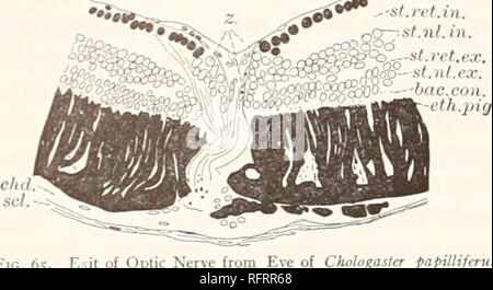 . Carnegie Institution di Washington la pubblicazione. 162 vertebrati ciechi e i loro occhi. '' In •"'•'"•. FIG. 6S. Uscita ottica ot Ner" dall occhio di mostrare le cellule gangliari e (S) celle in ingresso del nervo ottico. fatto che il nervo ottico non forma un trefolo centrale attraverso l'imbuto delle cellule gangliari, ma passa attraverso di essa in vari trefoli come fa attraverso la massa di cellule all'ingresso del nervo ottico (fig. 65). L'obiezione è che essa non avrebbe conto per la posizione dell'ex't °f il nervo ottico, che dovrebbe, secondo questo punto di vista, essere al proxi- rno di estremità Foto Stock