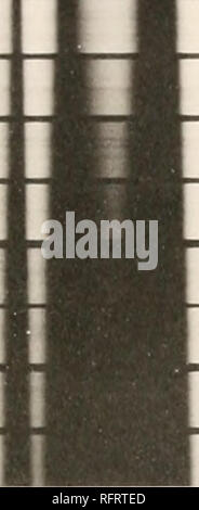 . Carnegie Institution di Washington la pubblicazione. Gli spettri di assorbimento. La piastra 26. .05 .01 110 -59 ii" .57 ..^0 .55 .S* .63 .52 .51 .50 .19 tS ,17 Yli 15 14 f.l 1J ."1 ."0 .:jl) /M ,n7 JG .115 .3* .;" .fl2 .31 .30 .29 .28 .27 .26 .25 .2* .23 .22 21 .20 py :!ilillinilllllllllllllllllliillllllllllllllllllii;' ' :i'. FIG. 100.. Si prega di notare che queste immagini vengono estratte dalla pagina sottoposta a scansione di immagini che possono essere state migliorate digitalmente per la leggibilità - Colorazione e aspetto di queste illustrazioni potrebbero non perfettamente assomigliano al lavoro originale. Carnegie Institution di Washington. Washington, Carneg Foto Stock