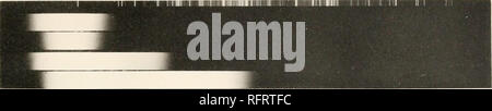 . Carnegie Institution di Washington la pubblicazione. FIG. Quindi.. FIG. 91.. Si prega di notare che queste immagini vengono estratte dalla pagina sottoposta a scansione di immagini che possono essere state migliorate digitalmente per la leggibilità - Colorazione e aspetto di queste illustrazioni potrebbero non perfettamente assomigliano al lavoro originale. Carnegie Institution di Washington. Washington, Carnegie Institution di Washington Foto Stock
