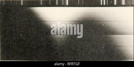 . Carnegie Institution di Washington la pubblicazione. FIG. 84.. Si prega di notare che queste immagini vengono estratte dalla pagina sottoposta a scansione di immagini che possono essere state migliorate digitalmente per la leggibilità - Colorazione e aspetto di queste illustrazioni potrebbero non perfettamente assomigliano al lavoro originale. Carnegie Institution di Washington. Washington, Carnegie Institution di Washington Foto Stock
