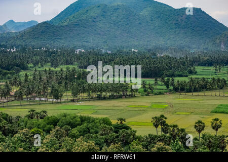 vista spettacolare della risaia coltivata con alberi di cocco sullo sfondo e le montagne di giorno. Foto Stock