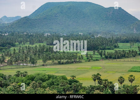 vista spettacolare della risaia coltivata con alberi di cocco sullo sfondo e le montagne di giorno. Foto Stock