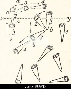 . Carnegie Institution di Washington la pubblicazione. Reazioni alla luce in ciliati e i flagellati. 35 del recipiente viene quindi tagliato fuori dalla luce mediante uno schermo (5), l'ombra che passa attraverso il centro del recipiente contenente il Stentors. Un lato del recipiente è così nella luce e l altra in ombra, e queste due regioni sono separate da una netta linea (Fig. 12, xy}. Il Stentors presto sono tutti raccolti nel lato in ombra della nave. Qui nuotano liberamente in tutte le direzioni, ma non attraversare la linea nella porzione illuminata. Ora, mettendo a fuoco la Braus-Driiner su questa linea Foto Stock
