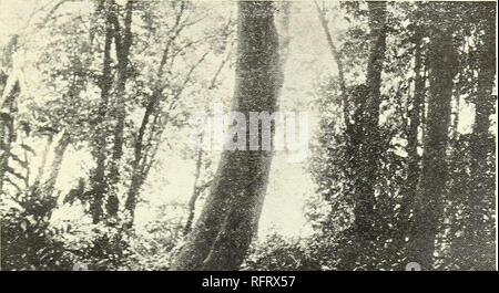 . Caraibi forester. Le foreste e la silvicoltura Area caraibica periodici; le foreste e la silvicoltura tropici periodici. Luglio - Dicembre 1956 101 queste gabbie, come descritto da agnello, contenere volumi pesante per unità di area come cativo è un alto albero dritto di grandi diametri e si verifica in fitti. Pachira aquatica Aubl. Palude Foresta al di sopra del alcornoque foreste su Sam- bu River, abbiamo osservato piccole aree di puro stand di questo albero. L'associazione sembra essere limitato alla morbida, terreni instabili che sono inondati da una fresca solo acqua. Questo associa- tion probabilmente riempie il ruolo di stabilizzazione Foto Stock