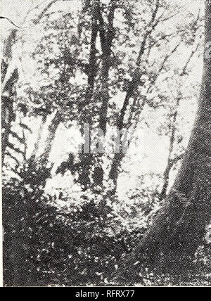 . Caraibi forester. Le foreste e la silvicoltura Area caraibica periodici; le foreste e la silvicoltura tropici periodici. 22 Caraibi Forester de superficie, ya que el cativo es onu arbol alto de Fuste recto, de gran diametro y se en- cuentra en rodales densos. Bosques Pantanosos de Pachira aquatica Aubl. Mas arriba de los bosques de aleornoque del rio Sambii, observamos pequenas zone de rodales puros de este arbol. La asociacion pareee que se restringe a los suoli blandos, inestables que figlio anegados por agua dulce solamente. Esta asociacion probablemente, llena El papel de estabilizador de racconto Foto Stock