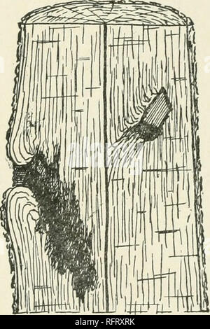 . La cura degli alberi nel prato, street e park. Con un elenco di alberi e arbusti per uso decorativo. Alberi; alberi. 112 cure generali di alberi praticamente insostenibile, ci sono comunque numerosi casi di abbandono in cui un abile chirurgo può almeno migliorare le cose. Tutti i ceppi a sinistra dalla potatura impropria o da rotture di rami dovrebbero naturalmente essere rimosso e il nuovo reso ferite, come pure trascurato il ramo vecchie ferite, j^rop- erly trattati. Se il rot è penetrata nel tronco, è bene sgorbio fuori come molto legno marcio come possibile, quindi applicare un antisettico, come il Bordeaux mixt Foto Stock