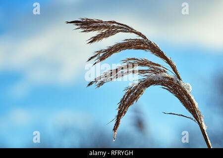 I cristalli di ghiaccio in inverno foglie reed in Polonia Foto Stock