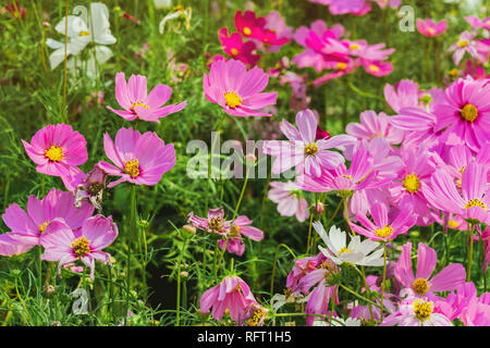 Colorato di zolfo Cosmos fiori su un rack decorare nel parco. Foto Stock