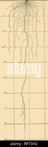 . Carnegie Institution di Washington la pubblicazione. . Fig. 38.-sistema di radice di Trifolium pratense circa 2,5 mesi. Fig. 39.-maturo sistema di radice di Trifolium pratense.. Si prega di notare che queste immagini vengono estratte dalla pagina sottoposta a scansione di immagini che possono essere state migliorate digitalmente per la leggibilità - Colorazione e aspetto di queste illustrazioni potrebbero non perfettamente assomigliano al lavoro originale. Carnegie Institution di Washington. Washington, Carnegie Institution di Washington Foto Stock