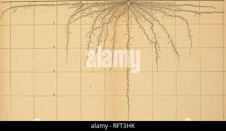 . Carnegie Institution di Washington la pubblicazione. . Fig. 37.-Root di sistema Helianlhus annuus circa 2,5 mesi.. Si prega di notare che queste immagini vengono estratte dalla pagina sottoposta a scansione di immagini che possono essere state migliorate digitalmente per la leggibilità - Colorazione e aspetto di queste illustrazioni potrebbero non perfettamente assomigliano al lavoro originale. Carnegie Institution di Washington. Washington, Carnegie Institution di Washington Foto Stock