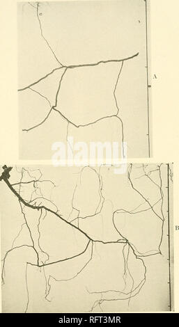 . Carnegie Institution di Washington la pubblicazione. . A. Rhus glabra, una porzione della rete di root con ascendente rootlet un B. Rhus glabra, con ascendente radichette.. Si prega di notare che queste immagini vengono estratte dalla pagina sottoposta a scansione di immagini che possono essere state migliorate digitalmente per la leggibilità - Colorazione e aspetto di queste illustrazioni potrebbero non perfettamente assomigliano al lavoro originale. Carnegie Institution di Washington. Washington, Carnegie Institution di Washington Foto Stock