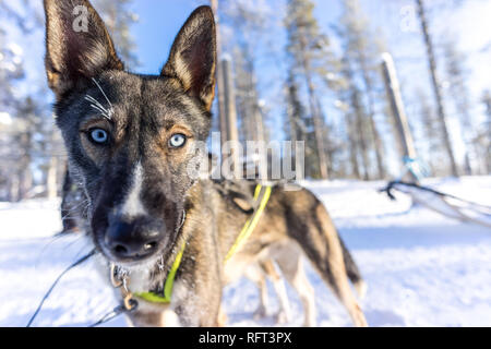 Close up ritratto di un blu eyed alaskan husky nell'Artico allevamento di husky in Lapponia, Finlandia. Foto Stock