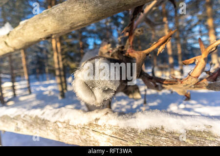 Un curioso di poke renna è il naso fuori di un involucro in Kopara renne Park, Lapponia, Finlandia. Foto Stock