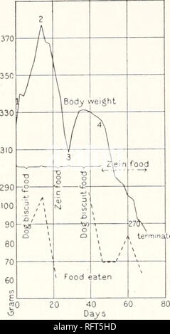 . Carnegie Institution di Washington la pubblicazione. 136 Esperimenti di alimentazione isolata con cibo-SUB a specifiche posizioni. Grafico CXXVI. Grafico CXXVII.. Terminato 160 140 120 100 60 40 20 2 J -.peso corporeo 3> 3 â ¢ un cibo â 0 T&GT; T3 0 "4- o (*- c Q&GT; N O S (J te â¢minated 0 Q F â 00 ood mangiato* i v 1 20 40 60 80 Giorni grafici CXXVI ratto (xi) e CXXVII (rat xiv) mostra il fallimento di ben nutrito animali (vedi periodo 1) per essere mantenuti su una dieta in cui zeina formata la sola proteina. La dieta consisteva di costituenti. t un'nd , costituenti. A. 2. A. 4. p. ct. Biscotto cane ^8 17 zeina p. Foto Stock
