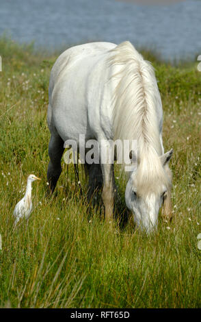 Camargue bianco cavallo al pascolo e airone guardabuoi, Bubulcus ibis, pascolo nella Camargue Zone Umide Provence Francia Foto Stock