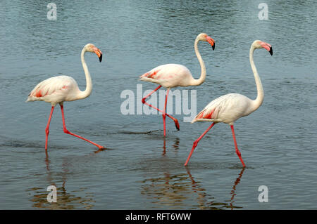 Tre maggiore fenicotteri Phoenicopterus roseus, passeggiate o Guada Etang Stagno di Vaccarès nella Camargue Zone Umide Provence Francia Foto Stock