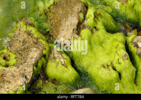 Astratti modelli naturali di massi e alghe marine rocce coperte ao il litorale a Île Saint Honorat, una delle isole di Lérins, Costa Azzurra Foto Stock