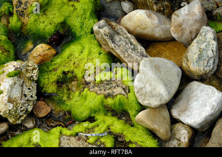 Astratti modelli naturali di massi e alghe marine rocce coperte ao il litorale a Île Saint Honorat, una delle isole di Lérins, Costa Azzurra Foto Stock