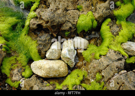 Astratti modelli naturali di massi e alghe marine rocce coperte ao il litorale a Île Saint Honorat, una delle isole di Lérins, Costa Azzurra Foto Stock