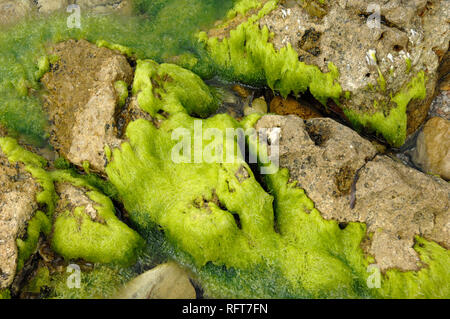 Astratti modelli naturali di massi e alghe marine rocce coperte ao il litorale a Île Saint Honorat, una delle isole di Lérins, Costa Azzurra Foto Stock