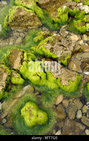 Astratti modelli naturali di massi e alghe marine rocce coperte ao il litorale a Île Saint Honorat, una delle isole di Lérins, Costa Azzurra Foto Stock