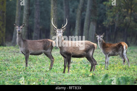 Cervi nel Parco di Mesola, Ferrara, Italia Foto Stock